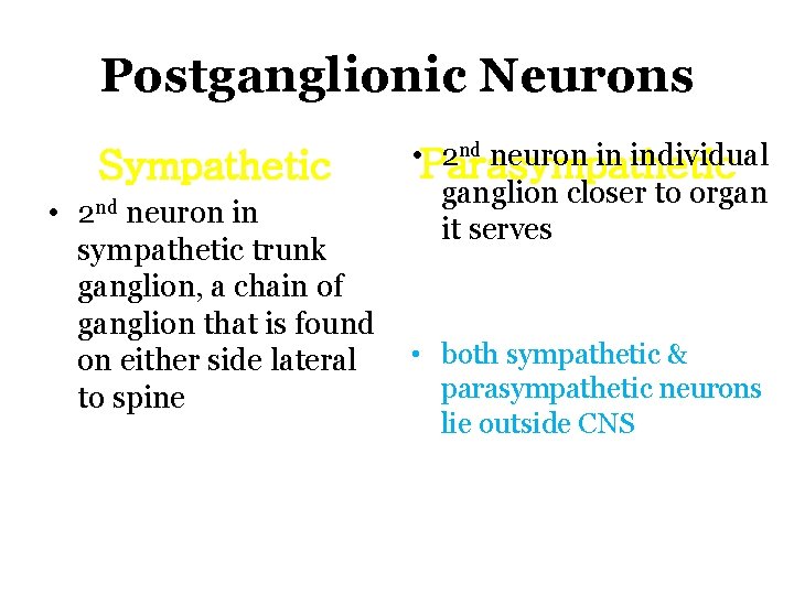 Postganglionic Neurons Sympathetic • 2 nd neuron in sympathetic trunk ganglion, a chain of