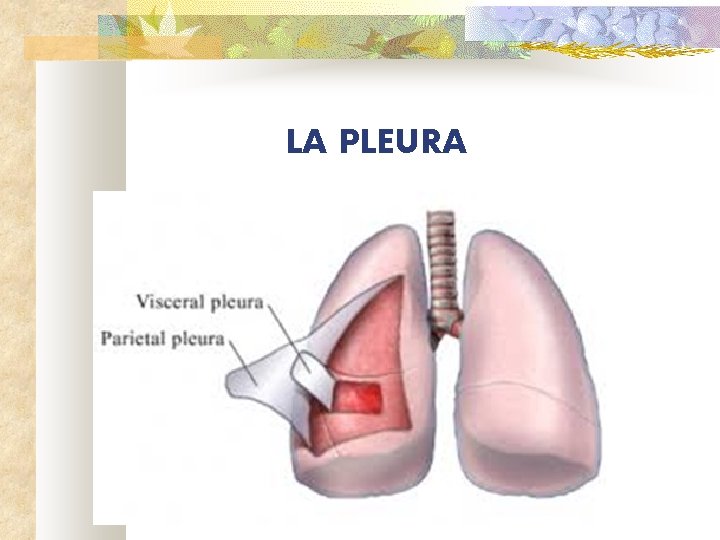 LA PLEURA 