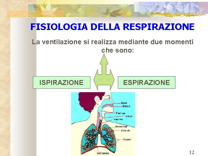 FISIOLOGIA DELLA RESPIRAZIONE La ventilazione si realizza mediante due momenti che sono: ISPIRAZIONE ESPIRAZIONE