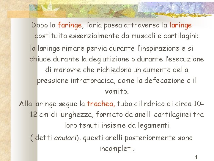 Dopo la faringe, l’aria passa attraverso la laringe costituita essenzialmente da muscoli e cartilagini: