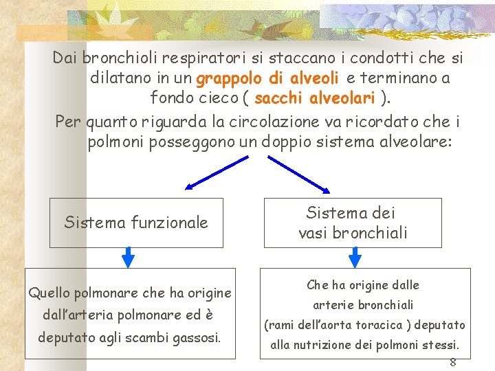 Dai bronchioli respiratori si staccano i condotti che si dilatano in un grappolo di