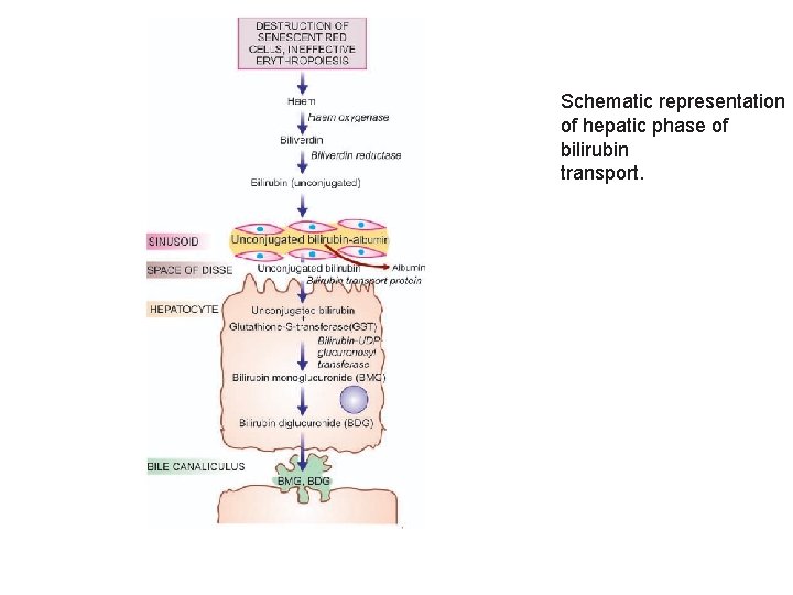 Schematic representation of hepatic phase of bilirubin transport. 