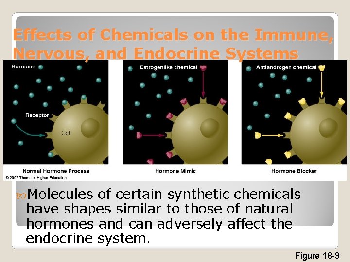 Effects of Chemicals on the Immune, Nervous, and Endocrine Systems Molecules of certain synthetic