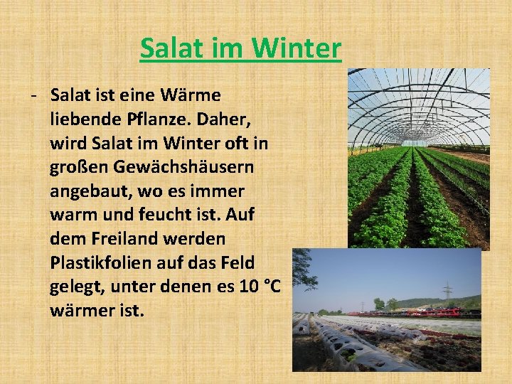 Salat im Winter - Salat ist eine Wärme liebende Pflanze. Daher, wird Salat im