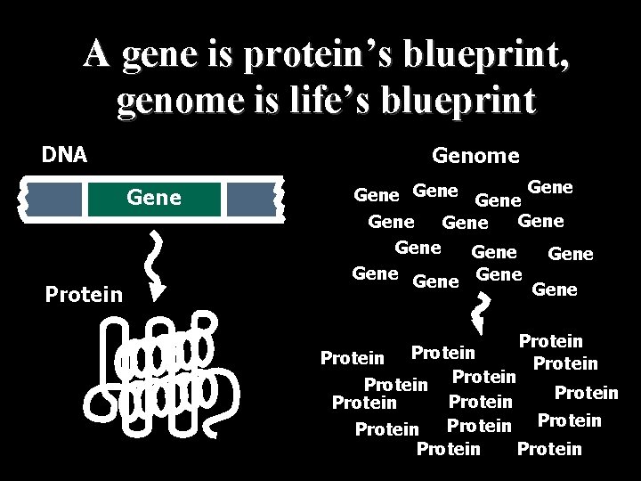 A gene is protein’s blueprint, genome is life’s blueprint DNA Genome Gene Protein Gene