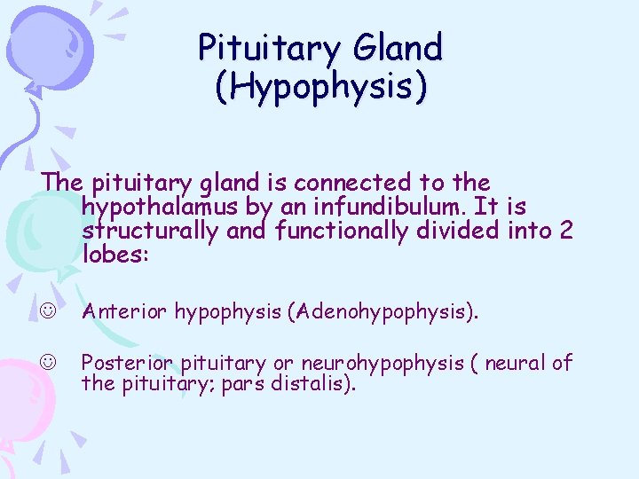 Pituitary Gland (Hypophysis) The pituitary gland is connected to the hypothalamus by an infundibulum.