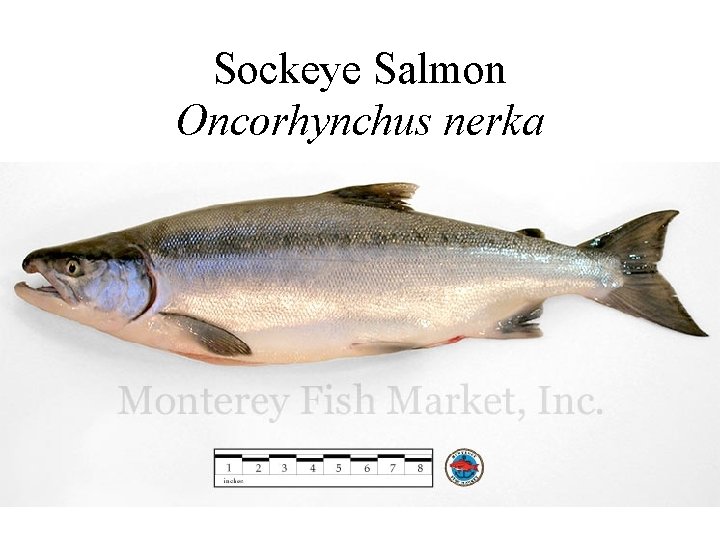 Sockeye Salmon Oncorhynchus nerka 