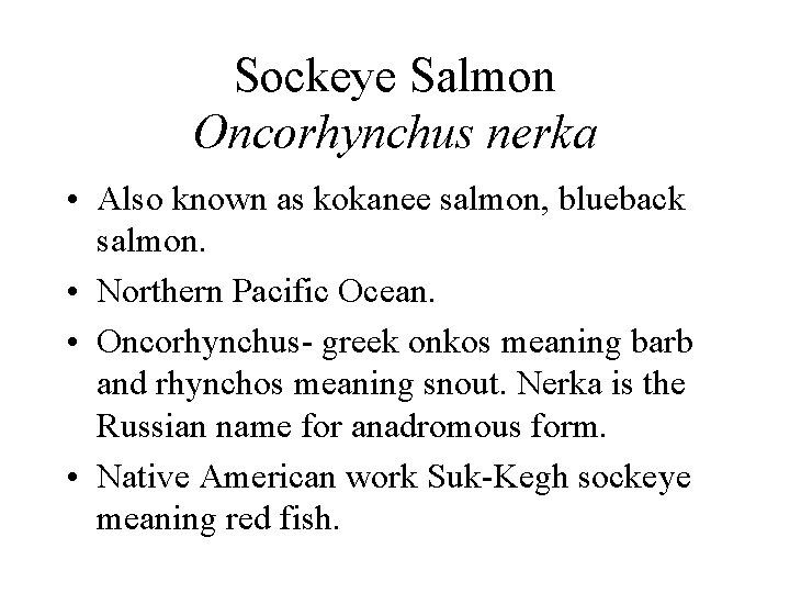 Sockeye Salmon Oncorhynchus nerka • Also known as kokanee salmon, blueback salmon. • Northern