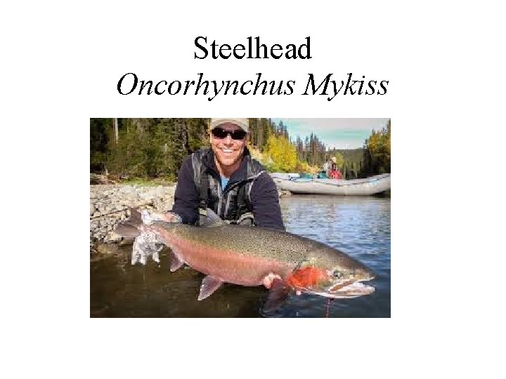 Steelhead Oncorhynchus Mykiss 