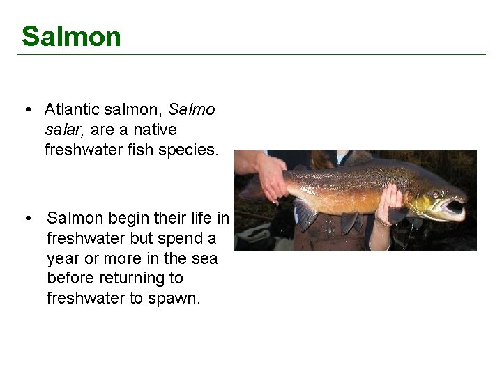 Salmon • Atlantic salmon, Salmo salar, are a native freshwater fish species. • Salmon