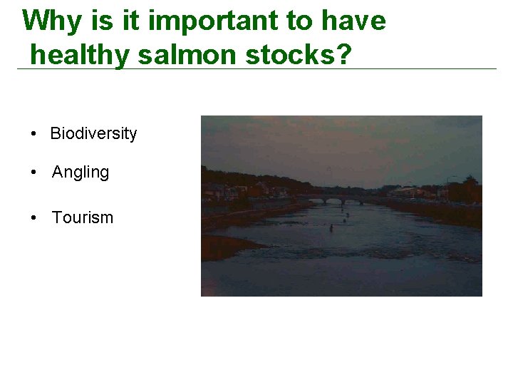Why is it important to have healthy salmon stocks? • Biodiversity • Angling •