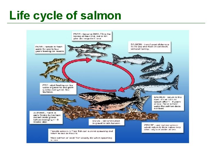Life cycle of salmon 