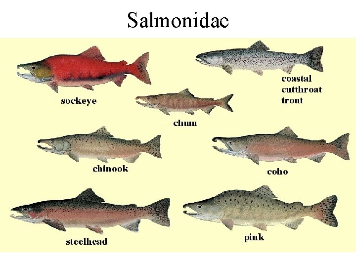 Salmonidae 
