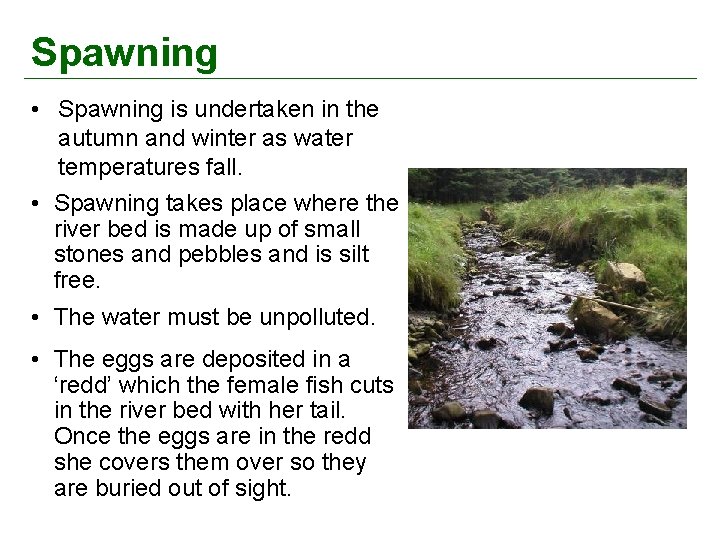 Spawning • Spawning is undertaken in the autumn and winter as water temperatures fall.