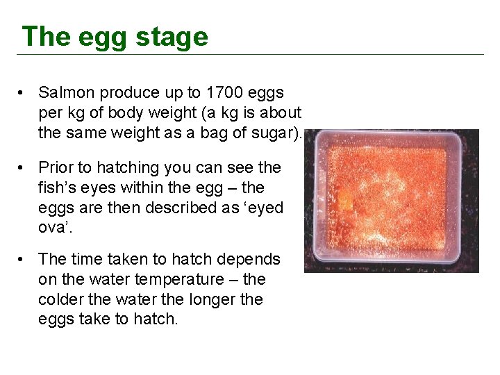 The egg stage • Salmon produce up to 1700 eggs per kg of body