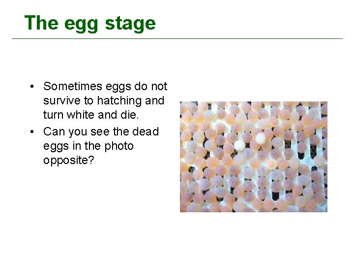 The egg stage • Sometimes eggs do not survive to hatching and turn white