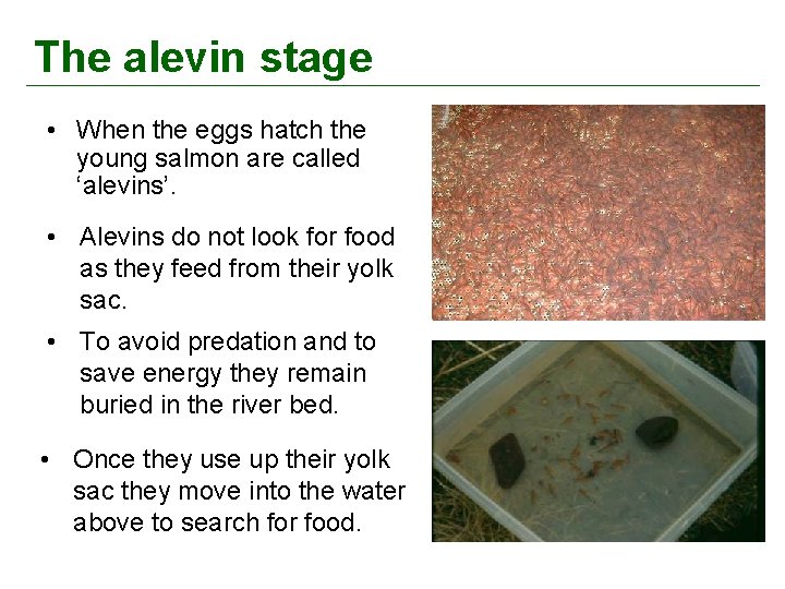 The alevin stage • When the eggs hatch the young salmon are called ‘alevins’.