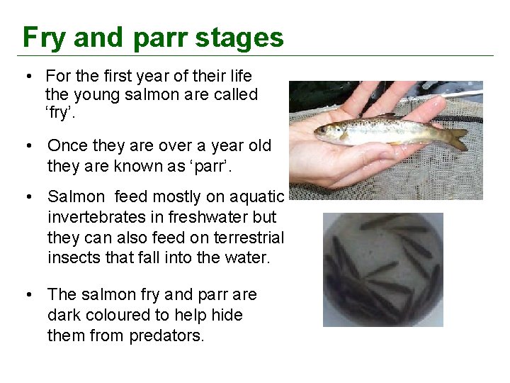 Fry and parr stages • For the first year of their life the young