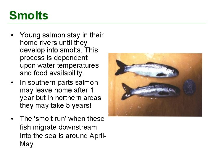 Smolts • Young salmon stay in their home rivers until they develop into smolts.
