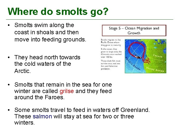 Where do smolts go? • Smolts swim along the coast in shoals and then