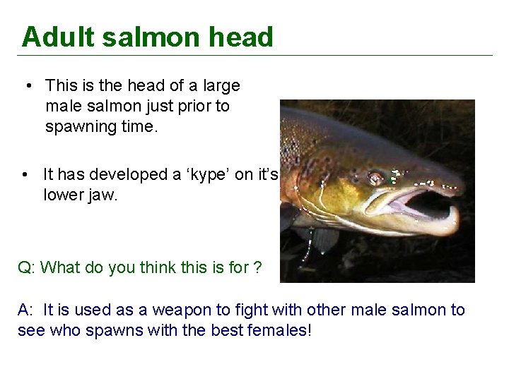 Adult salmon head • This is the head of a large male salmon just