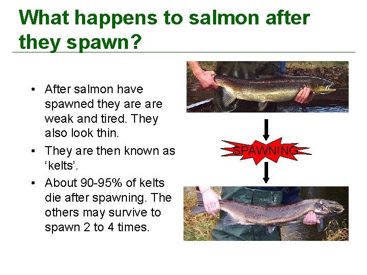 What happens to salmon after they spawn? • After salmon have spawned they are