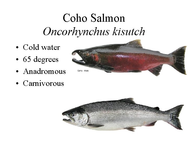 Coho Salmon Oncorhynchus kisutch • • Cold water 65 degrees Anadromous Carnivorous 
