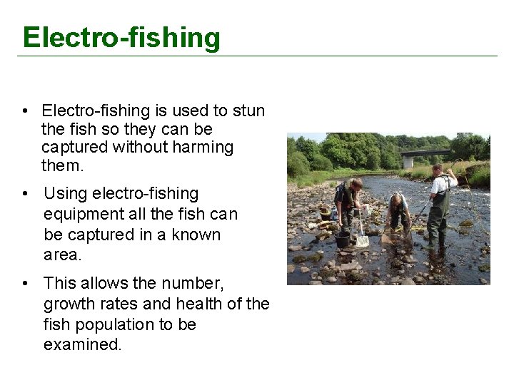 Electro-fishing • Electro-fishing is used to stun the fish so they can be captured