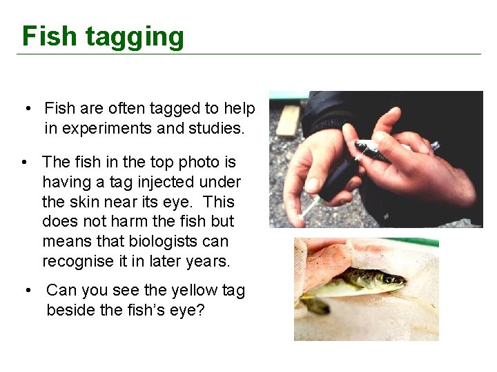 Fish tagging • Fish are often tagged to help in experiments and studies. •