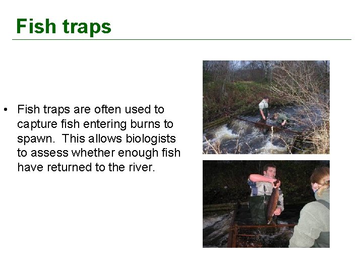 Fish traps • Fish traps are often used to capture fish entering burns to