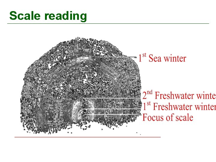 Scale reading 