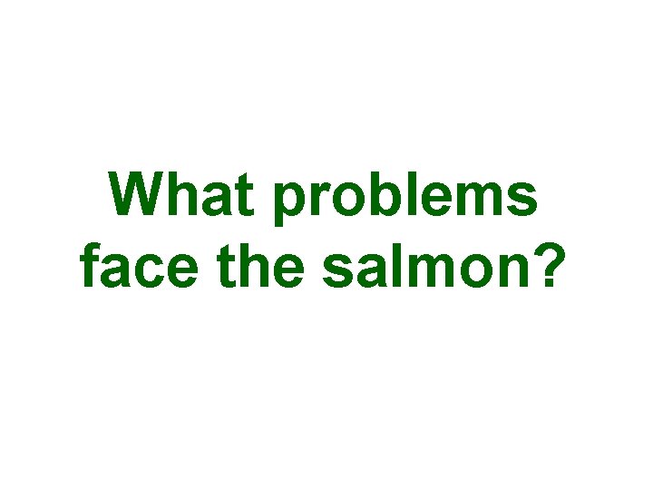 What problems face the salmon? 