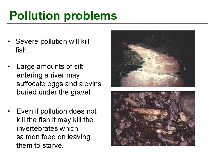 Pollution problems • Severe pollution will kill fish. • Large amounts of silt entering