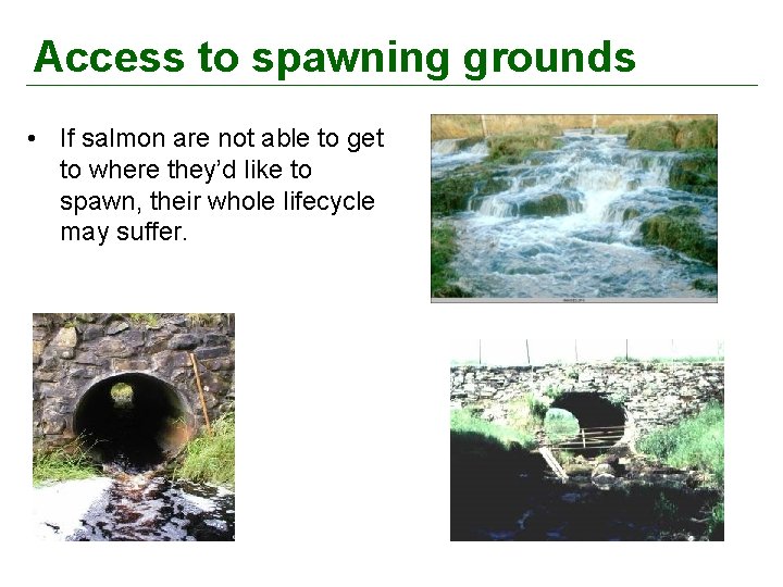 Access to spawning grounds • If salmon are not able to get to where