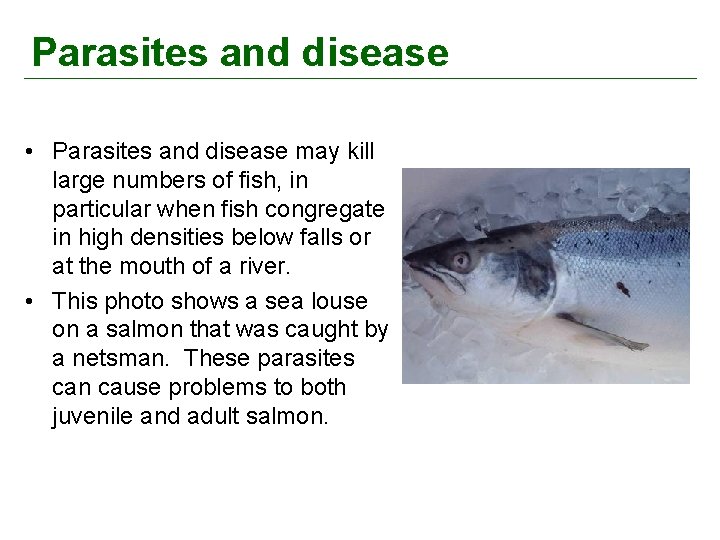 Parasites and disease • Parasites and disease may kill large numbers of fish, in