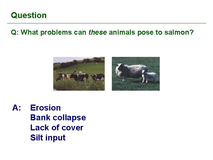 Question Q: What problems can these animals pose to salmon? A: Erosion Bank collapse