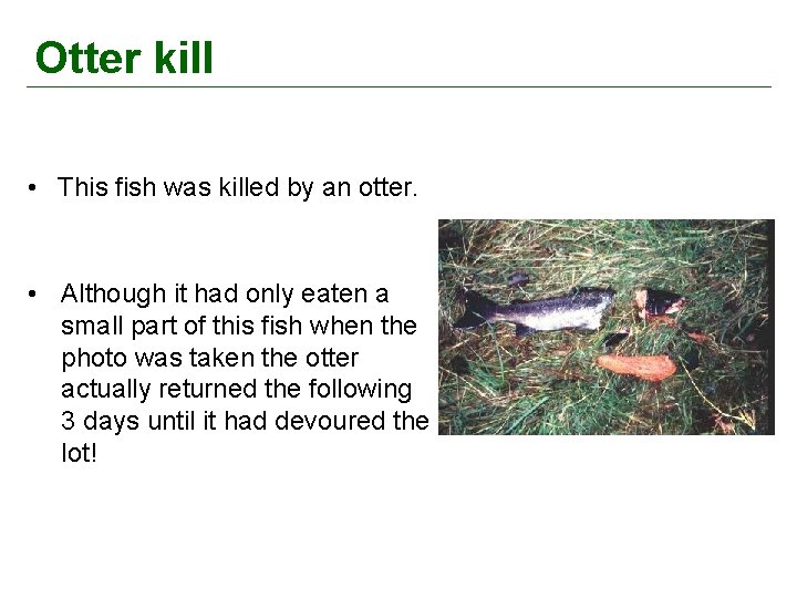 Otter kill • This fish was killed by an otter. • Although it had
