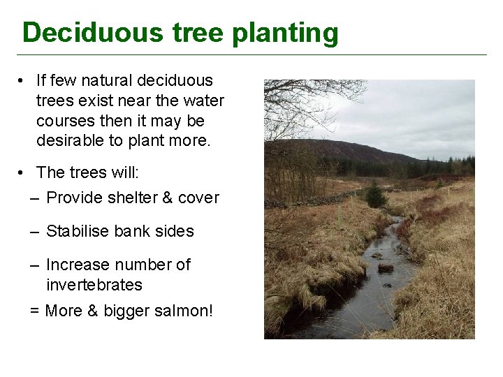 Deciduous tree planting • If few natural deciduous trees exist near the water courses
