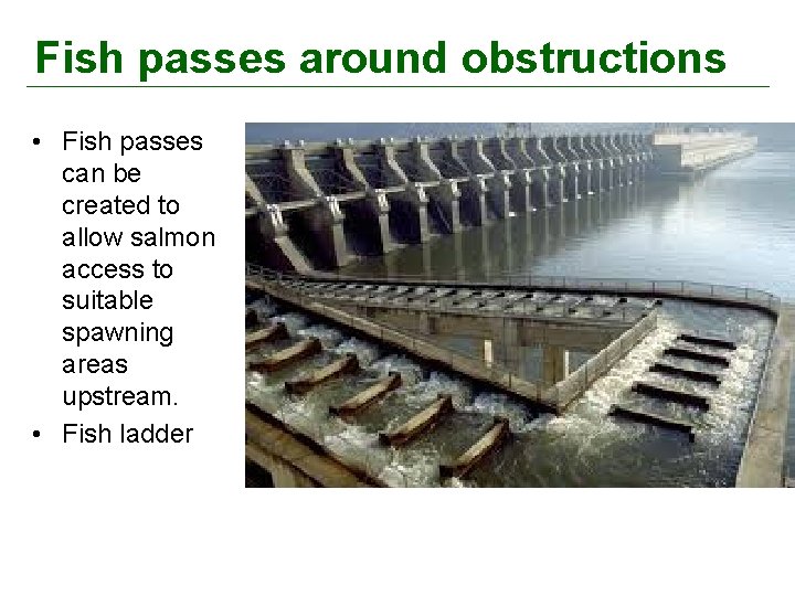 Fish passes around obstructions • Fish passes can be created to allow salmon access