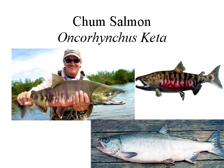 Chum Salmon Oncorhynchus Keta 