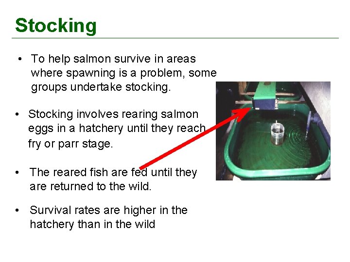 Stocking • To help salmon survive in areas where spawning is a problem, some