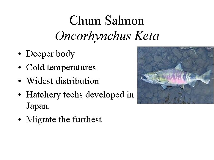 Chum Salmon Oncorhynchus Keta • • Deeper body Cold temperatures Widest distribution Hatchery techs