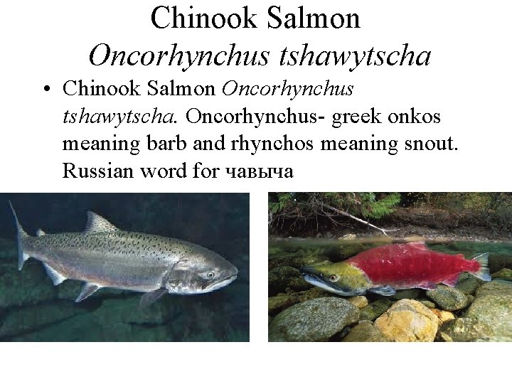 Chinook Salmon Oncorhynchus tshawytscha • Chinook Salmon Oncorhynchus tshawytscha. Oncorhynchus- greek onkos meaning barb