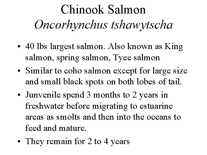 Chinook Salmon Oncorhynchus tshawytscha • 40 lbs largest salmon. Also known as King salmon,