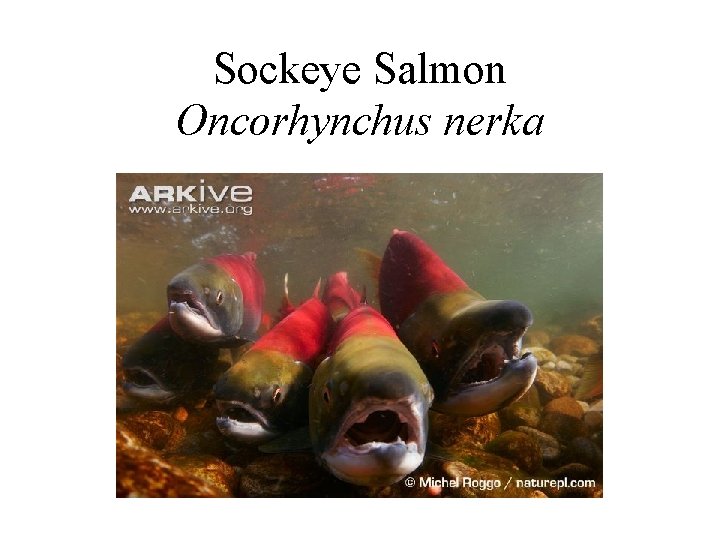 Sockeye Salmon Oncorhynchus nerka 
