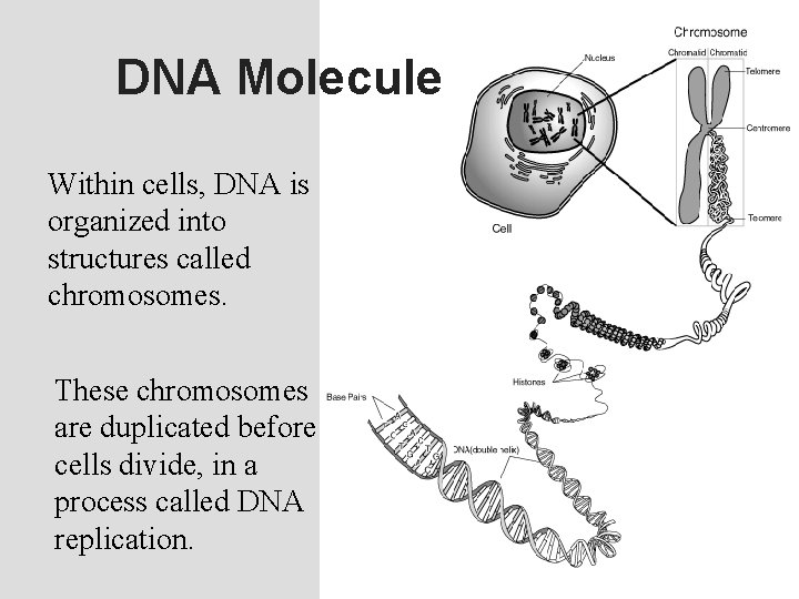DNA Molecule Within cells, DNA is organized into structures called chromosomes. These chromosomes are