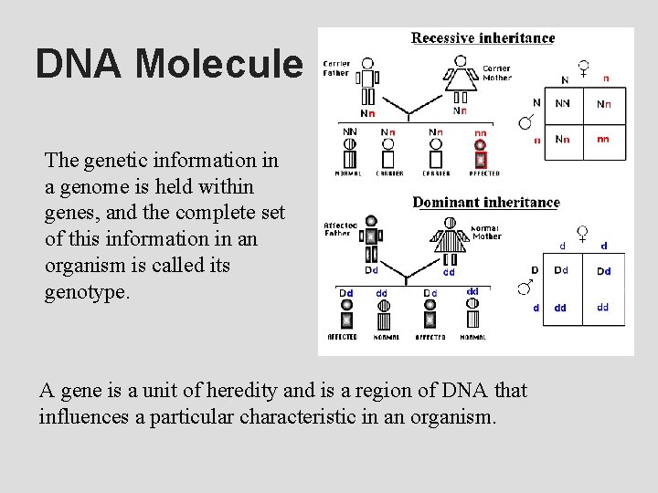 DNA Molecule The genetic information in a genome is held within genes, and the