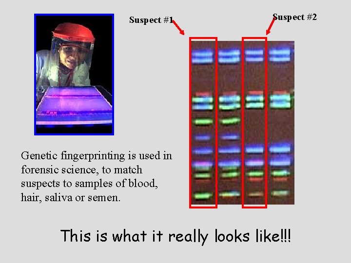 Suspect #1 Suspect #2 Genetic fingerprinting is used in forensic science, to match suspects