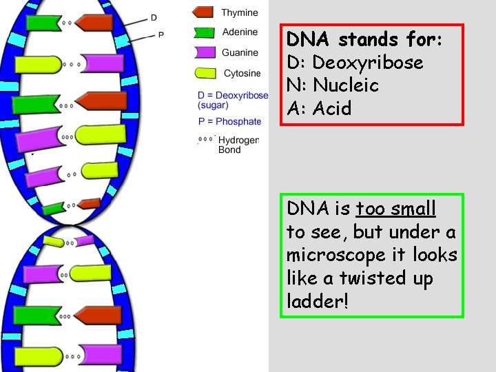 DNA stands for: D: Deoxyribose N: Nucleic A: Acid DNA is too small to