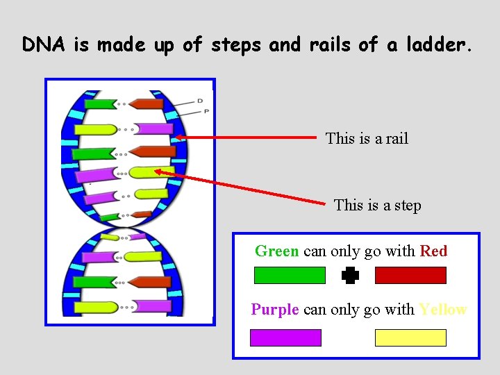 DNA is made up of steps and rails of a ladder. This is a